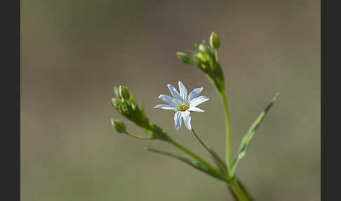 Große Sternmiere (Stellaria holostea)