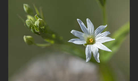 Große Sternmiere (Stellaria holostea)