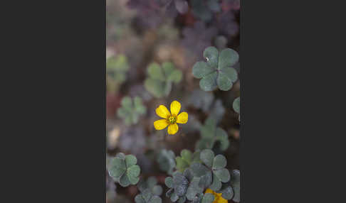 Gehörnter Sauerklee (Oxalis corniculata)