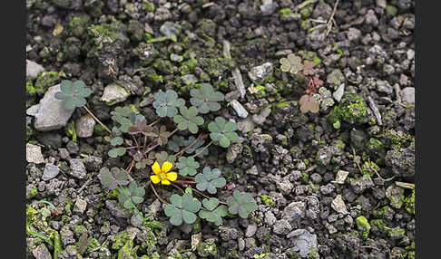 Gehörnter Sauerklee (Oxalis corniculata)