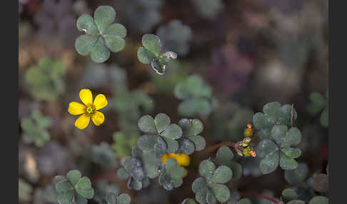 Gehörnter Sauerklee (Oxalis corniculata)