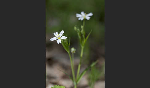 Große Sternmiere (Stellaria holostea)