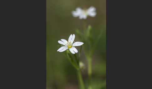 Große Sternmiere (Stellaria holostea)