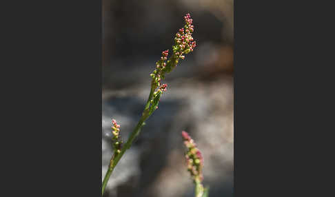 Kleiner Sauerampfer (Rumex acetosella)