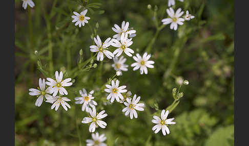 Große Sternmiere (Stellaria holostea)