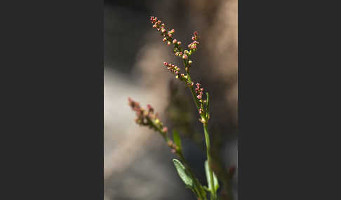 Kleiner Sauerampfer (Rumex acetosella)