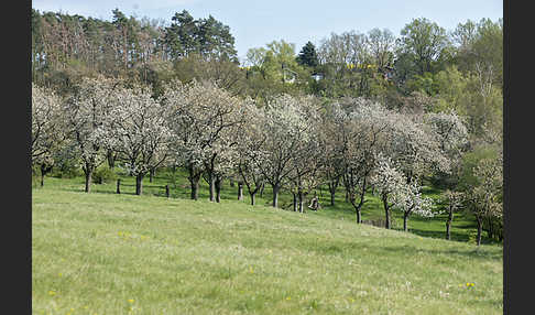 Streuobstwiese (meadow orchard)