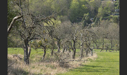 Streuobstwiese (meadow orchard)