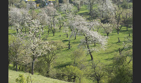 Streuobstwiese (meadow orchard)