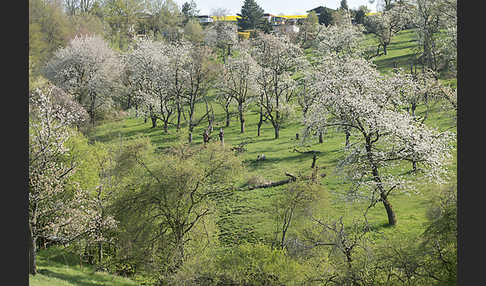 Streuobstwiese (meadow orchard)