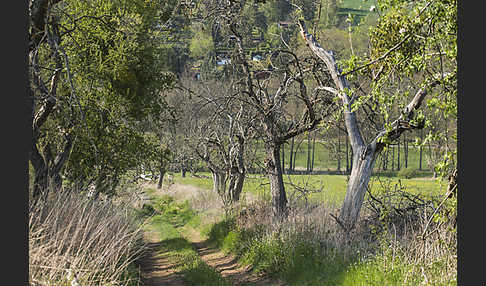 Streuobstwiese (meadow orchard)
