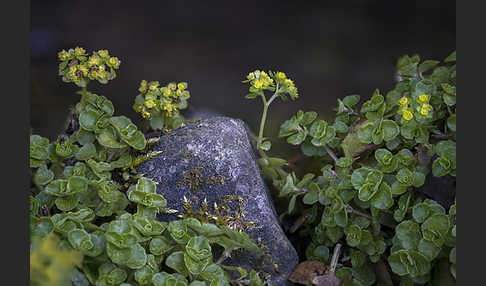 Wechselblättriges Milzkraut (Chrysosplenium alternifolium)