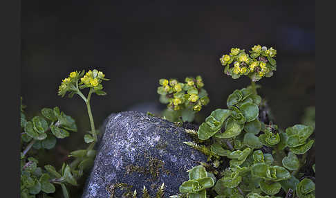 Wechselblättriges Milzkraut (Chrysosplenium alternifolium)