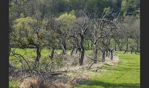 Streuobstwiese (meadow orchard)