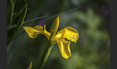 Wasser-Schwertlilie (Iris pseudacorus)