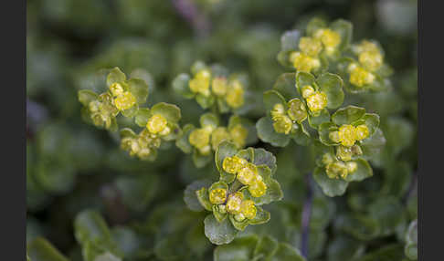 Wechselblättriges Milzkraut (Chrysosplenium alternifolium)