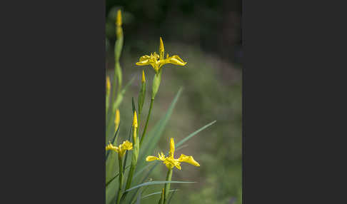 Wasser-Schwertlilie (Iris pseudacorus)