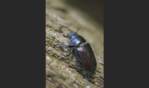 Hirschkäfer (Lucanus cervus)