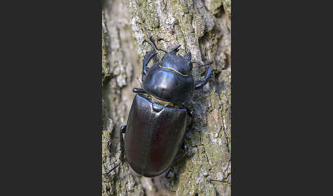 Hirschkäfer (Lucanus cervus)