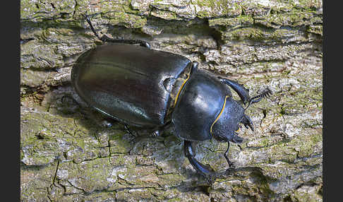 Hirschkäfer (Lucanus cervus)