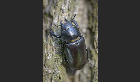 Hirschkäfer (Lucanus cervus)