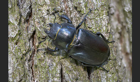 Hirschkäfer (Lucanus cervus)