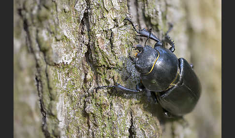 Hirschkäfer (Lucanus cervus)