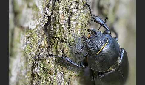 Hirschkäfer (Lucanus cervus)