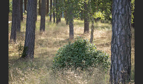 Rot-Buche (Fagus sylvatica)