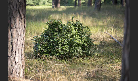 Rot-Buche (Fagus sylvatica)