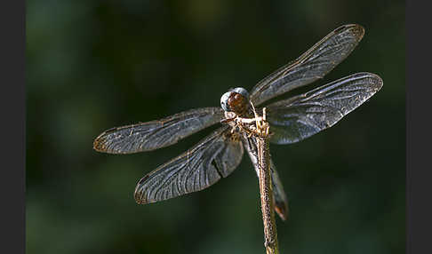 Spitzenfleck (Libellula fulva)