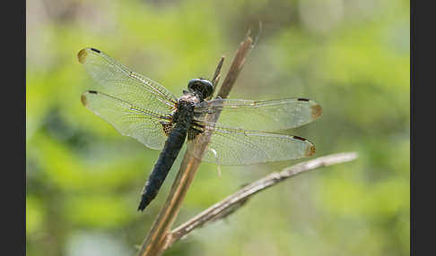 Spitzenfleck (Libellula fulva)