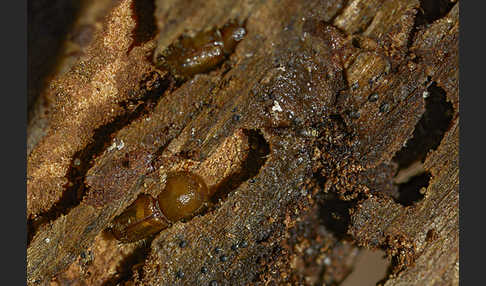 Buchdrucker (Ips typographus)