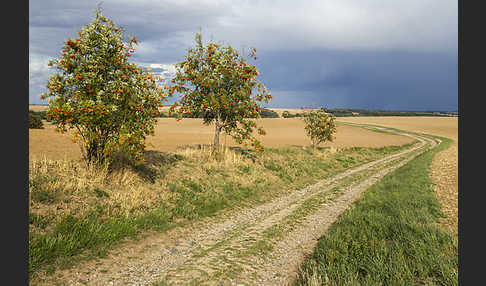 Eberesche (Sorbus aucuparia)