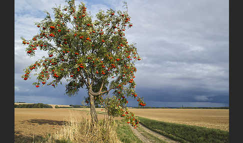 Eberesche (Sorbus aucuparia)