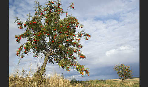 Eberesche (Sorbus aucuparia)