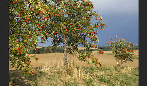 Eberesche (Sorbus aucuparia)