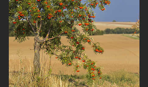 Eberesche (Sorbus aucuparia)