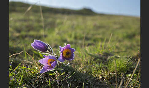 Gemeine Kuhschelle (Pulsatilla vulgaris)