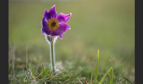 Gemeine Kuhschelle (Pulsatilla vulgaris)