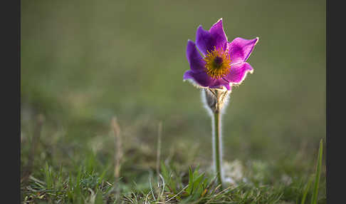 Gemeine Kuhschelle (Pulsatilla vulgaris)