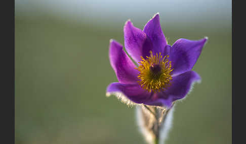 Gemeine Kuhschelle (Pulsatilla vulgaris)