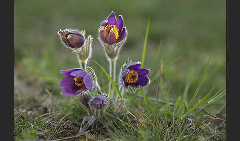 Gemeine Kuhschelle (Pulsatilla vulgaris)