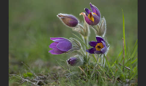 Gemeine Kuhschelle (Pulsatilla vulgaris)