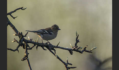 Buchfink (Fringilla coelebs)