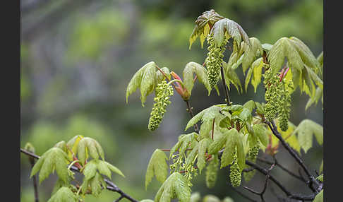 Berg-Ahorn (Acer pseudoplatanus)