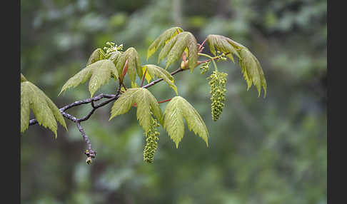 Berg-Ahorn (Acer pseudoplatanus)