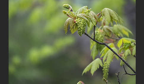 Berg-Ahorn (Acer pseudoplatanus)