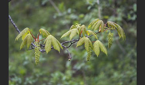 Berg-Ahorn (Acer pseudoplatanus)