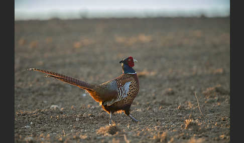 Fasan (Phasianus colchicus)